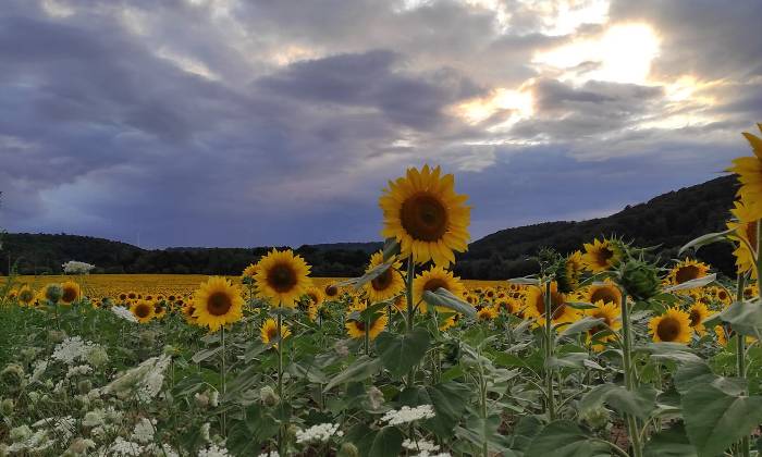 puzzle champs de tournesols, 