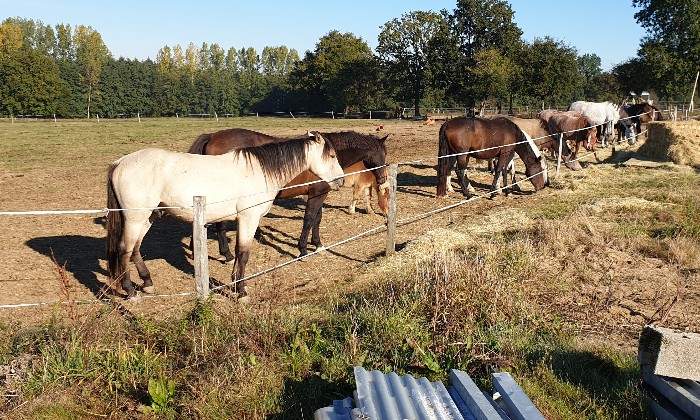 puzzle Chevaux, 