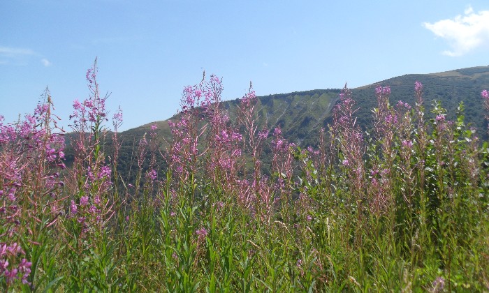 puzzle la montagne fleurie, nos belles alpes fleuries