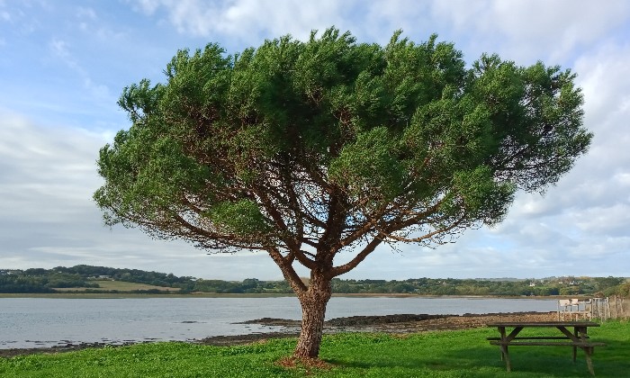 puzzle Arbre solitaire, Aux environs de Daoulas dans le Finistère lors d'une randonnée.