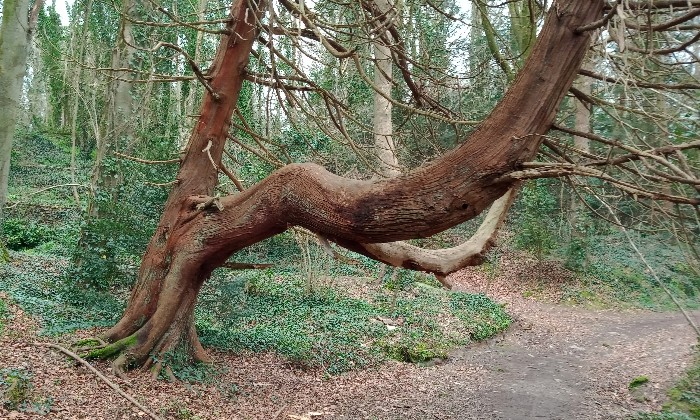 puzzle Arbre tordu, Au détour d'un chemin aux alentours de Lanarvily dans le Finistère Nord lors d'une randonnée.