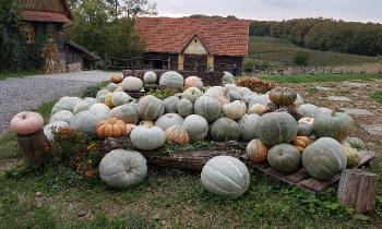 10207 | Coloquintes - Joli parterre de coloquintes dans une ferme-auberge en Croatie