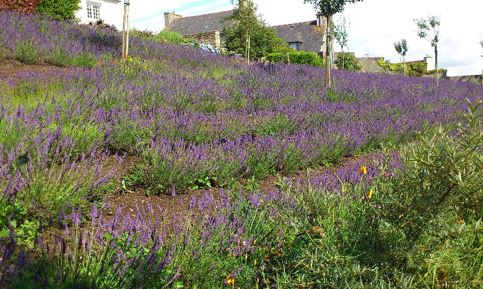 puzzle Lavande, C'est bien une parcelle de lavande dans le Nord Finistère à l'Aber Ildut.