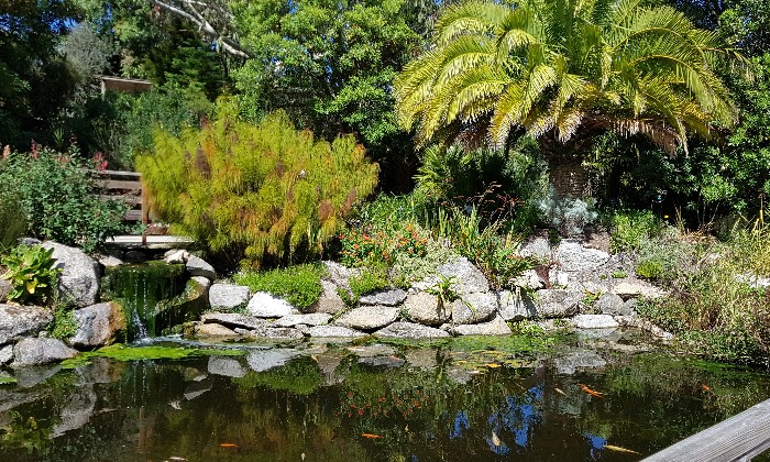 puzzle Jardin exotique de Roscoff, Créé en 1986, ce jardin exotique s’étale aujourd’hui sur 1,6 hectare et compte plus de 3 400 plantes différentes.