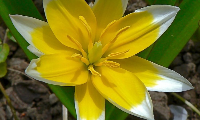 puzzle Tulipe d'Asie, 