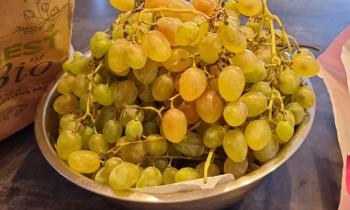 10305 | Raisin chasselat - 