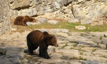 10734 | Les ours aux grottes de Han - Aux grottes de Han, les ours disposent d'un très bel espace pour s'ébattre en toute liberté ou se reposer...