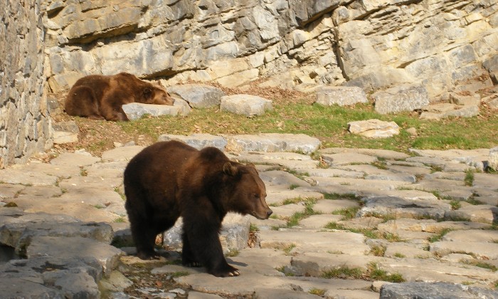 puzzle Les ours aux grottes de Han, Aux grottes de Han, les ours disposent d'un très bel espace pour s'ébattre en toute liberté ou se reposer...