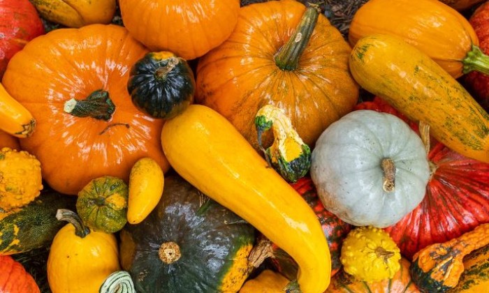 puzzle Citrouilles à foison, Des citrouilles et encore des citrouilles...