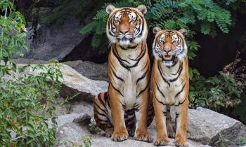 8822 | 2 tigres - 
