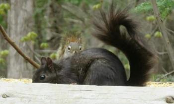 9847 | Visite du matin - Banlieue de Montréal, visite d'écureuils aux portes des maisons