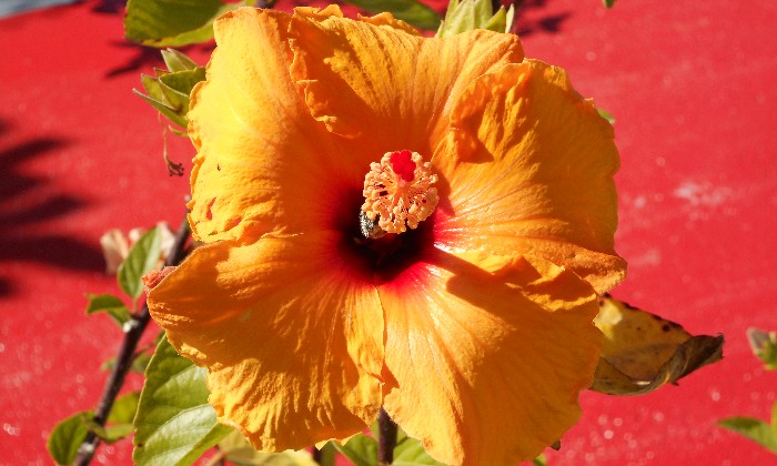 puzzle Hibiscus jaune, Un bel hibiscus jaune en pleine floraison