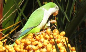 10686 | Perruche argentine - En Espagne, elles sont partout, ces perruches argentines parfois aussi appelées "perroquets verts", elles nichent très haut dans les palmiers.