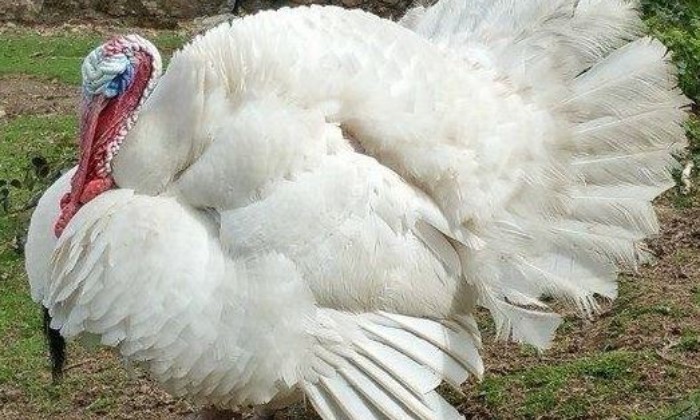 puzzle Dindon ébouriffé, Quand vient le printemps, le dindon gonfle et déploie les plumes de sa queue en éventail pour attiere sa belle