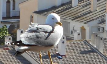 10689 | Goéland - Tous les matins de notre séjour, ce goéland est venu sur le bord de la terrasse. Anecdote, il adore les spéculoos...