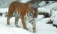 Puzzle Tigre dans la neige