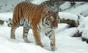 10084 | Tigre dans la neige - 