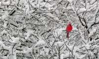 Puzzle Magnifique cardinal rouge