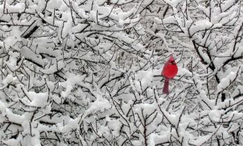 11138 | Magnifique cardinal rouge - Ce magnifique oiseau nous offre un puzzle... délicat !