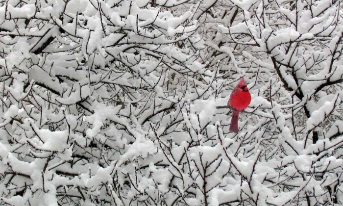 puzzle Magnifique cardinal rouge, Ce magnifique oiseau nous offre un puzzle... délicat !