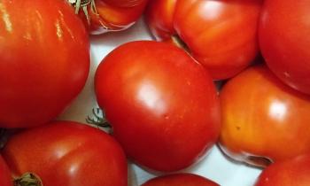 11041 | Tomates - 