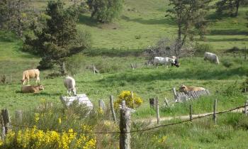 10761 | En Aubrac - Campagne de l'Aubrac. Les vaches sont au pré.