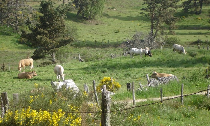 puzzle En Aubrac, Campagne de l'Aubrac. Les vaches sont au pré.