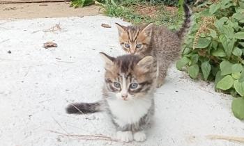 9959 | Les frères chatons - 2 chatons ont élus domicile dans un buisson de notre jardin