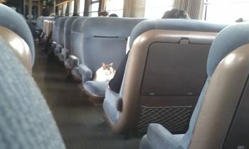10047 | chat voyageur - chat au klm qui prend son train,c'est un chat écolo!