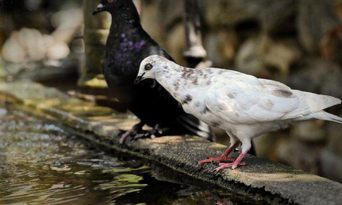 puzzle PIGEONS, 