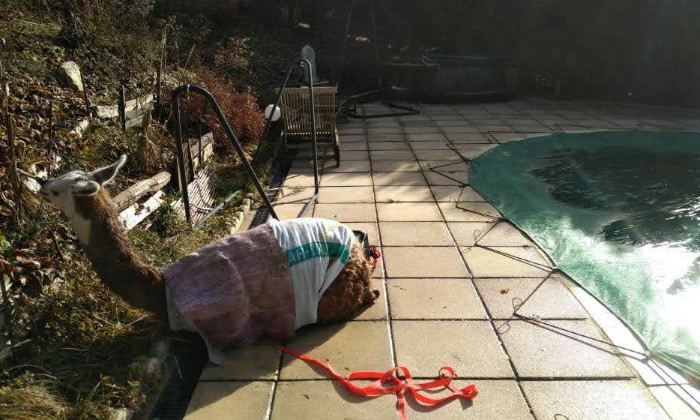 puzzle Lama près d'une piscine, Lama vagabond retrouvé près d'une piscine!