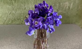 11329 | Violettes de mon jardin - 