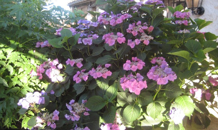 puzzle jardin fleuri, soleil dans les hortansias