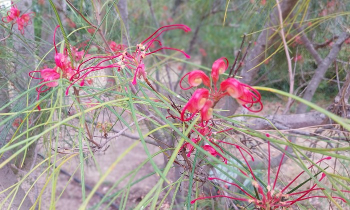 puzzle Grevillea, 