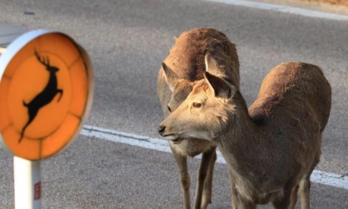 puzzle C'est Papa sur la photo, De jeunes faons en promenade dans les rues vides de la pandémie