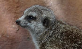 10580 | Suricate toujors grognon - 