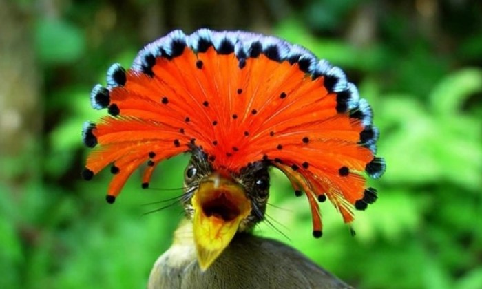 puzzle Porte éventail roi, Il vit à proximité des criques et des rivières dans les forêts tropicales d'Amérique du Sud. Les mâles ouvrent leur huppe rouge, pour effrayer les prédateurs, mais aussi pour attirer l'attention des femelles pendant la saison des amours. Insectivore et plutôt solitaire, le moucherolle royal est menacé, comme beaucoup d'espèces, par la déforestation de son habitat, et est classé « espèce vulnérable » par l'IUCN. 