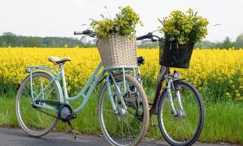 10075 | Duo de bicyclettes au champs - 