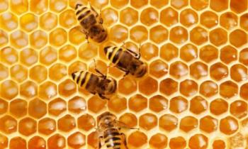 10645 | En PLEIN travail - Les abeilles peuvent être classées selon leur mode de vie : domestiques ou sauvages, solitaires ou bien sociales, etc. Elles sont nettement distinctes des guêpes par leur morphologie et leur comportement, notamment leur alimentation.