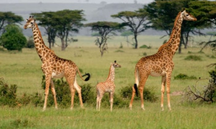 puzzle Avec papa ou maman, Un animal vraiment sympathique pour de belles photos en famille...