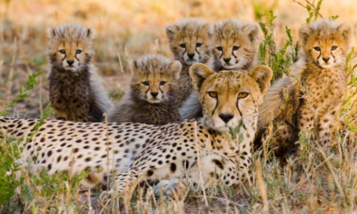 puzzle Maman guépard très fière, Le corps du guépard, musclé, est très aérodynamique et ressemble à celui d'un lévrier : svelte, presque maigre, avec de longues pattes fines, contrastant fortement avec la plupart des autres grands félins. Sa poitrine est profonde et sa taille étroite. Ses os sont légers et sa colonne vertébrale, extrêmement flexible, lui permet de projeter ses membres postérieurs très loin et, ainsi, de courir très vite. Sa queue agit comme un balancier et un gouvernail lorsqu'il prend des virages brusques en poursuivant sa proie.