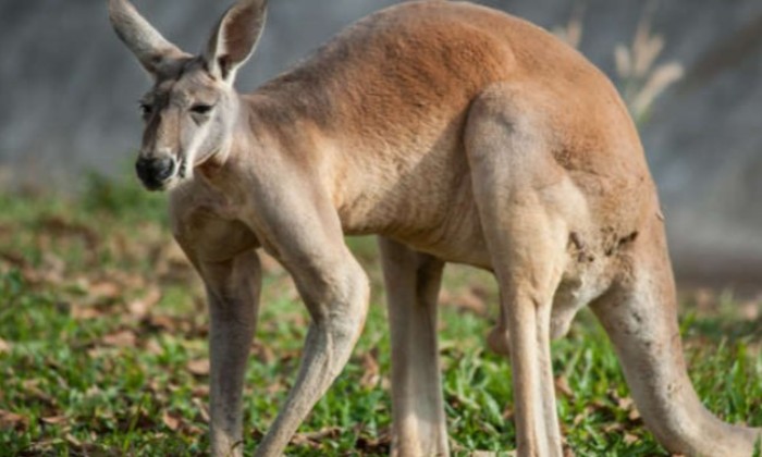 puzzle Kangourou roux, C'est le plus grand des kangourous : les mâles adultes mesurent de 1,50 à 1,80 m de haut (1,60 en moyenne) et les femelles de 1,20 à 1,50 m (1,30 m en moyenne) de hauteur avec une longueur de queue de 1 à 1,20 m pour les mâles et 0,85 à 1,05 m pour les femelles ; les mâles pèsent de 50 à 90 kg, (65 kg en moyenne) et les femelles de 20 à 35 kg (25 kg en moyenne)