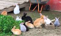 Puzzle bon appétit les lapins