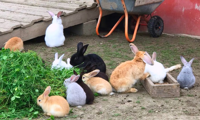 puzzle bon appétit les lapins, 