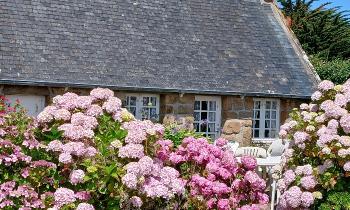 10443 | maison bretonne et hortensias - Sur l'île de Bréhat dans les Côtes d'Armor petite maison bretonne et sa haie d'hortensias