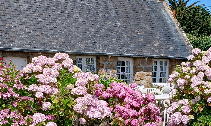 puzzle maison bretonne et hortensias, Sur l'île de Bréhat dans les Côtes d'Armor petite maison bretonne et sa haie d'hortensias