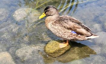 10119 | Canard - Dans le parc près de chez moi.