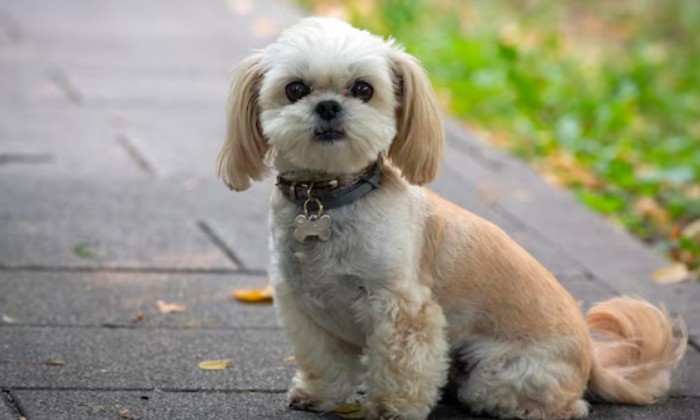 puzzle Tendre Shih Tzu, Le Shih Tzu est un petit chien au grand cœur, connu pour sa nature affectueuse et loyale. Ces chiens adorent être près de leurs propriétaires et sont connus pour suivre leurs maîtres partout. Leur personnalité aimable et leur amour des câlins en font des compagnons parfaits pour ceux qui cherchent un ami doux et dévoué. Le Shih Tzu est également très adaptable et se sent à l'aise aussi bien dans les appartements que dans les grandes maisons. Bien qu'ils soient extrêmement affectueux, ils peuvent parfois montrer un peu d'indépendance.