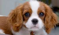 Puzzle Cavalier King Charles Spaniel