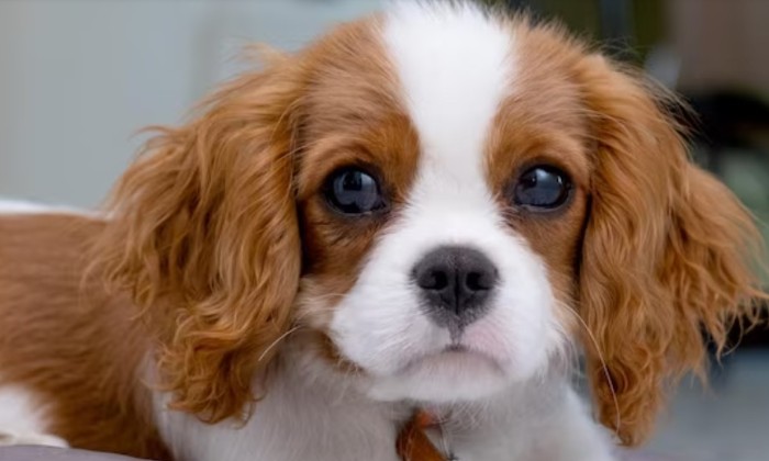 puzzle Cavalier King Charles Spaniel, Le Cavalier King Charles Spaniel est un petit chien mais extrêmement affectueux. Ces chiens adorent être proches de leurs propriétaires et sont connus pour suivre leurs maîtres dans chaque pièce de la maison. Ils aiment les câlins et sont très adaptables, se sentant à l'aise aussi bien dans des appartements que dans des maisons avec jardin. Leur personnalité aimable et leur apparence adorable les rendent irrésistibles pour ceux qui cherchent un compagnon doux et aimant.